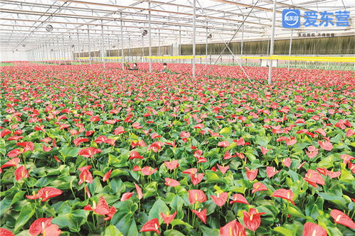 堅定不移推動高質(zhì)量發(fā)展 鮮花拓開富民路