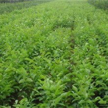 2020綠化苗木價格 報價 綠化苗木批發(fā) 黃頁88園林網