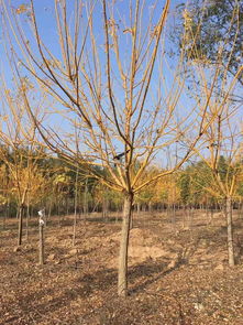 故城國槐小苗哪里強 玉業苗木