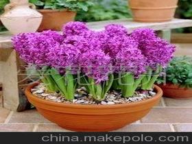 進口風(fēng)信子價格 進口風(fēng)信子批發(fā) 進口風(fēng)信子廠家