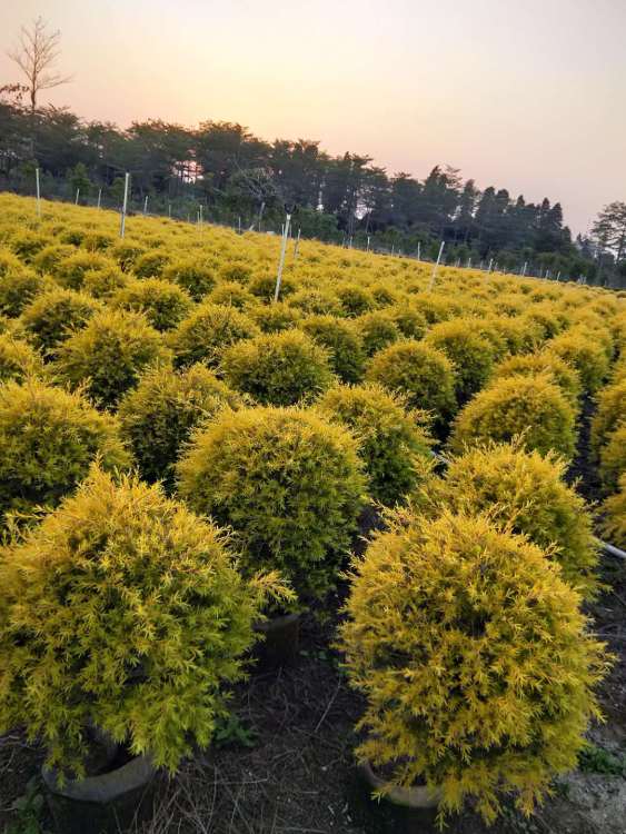 【石家莊綠化苗木配送服務公司】- 