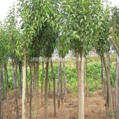 沭陽(yáng)縣廣漢園林苗木場(chǎng)