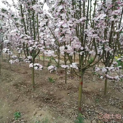 【誠(chéng)信經(jīng)營(yíng)海棠苗廠家西府海棠的用途】泰安高新區(qū)旺運(yùn)苗木中心 - 產(chǎn)品庫(kù)