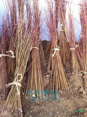 沭陽(yáng)縣錦源園林綠化苗木場(chǎng)