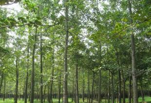 供應銀杏 銀杏樹 銀杏苗木 銀杏實生樹 銀杏嫁接樹_農副產品_世界工廠網中國產品信息庫