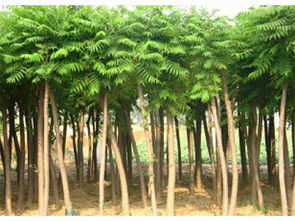 甘肅有實力的甘肅園林綠化公司 西北園林綠化苗木銷售苗圃