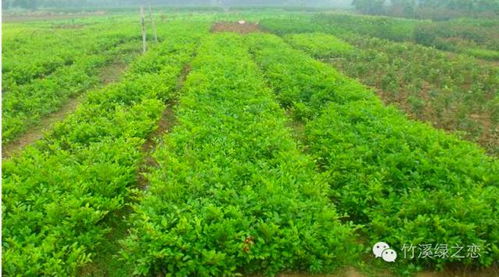 育萬畝苗木,建秀美江山 綠之戀苗木基地歡迎您