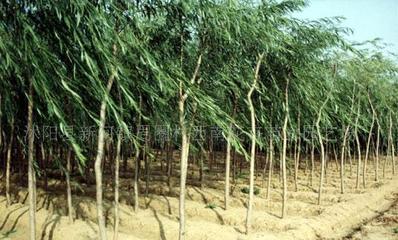 【法桐、櫻花、桂花、龍柏、垂柳--綠化苗木!】價格_廠家_圖片 -