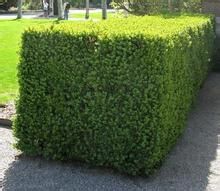 怎樣生產市場最需要的苗木產品