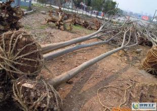 大量低價(jià)供應(yīng)綠化苗木野生欒樹全冠_農(nóng)副產(chǎn)品_世界工廠網(wǎng)中國(guó)產(chǎn)品信息庫