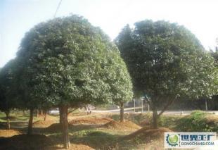 大量0精品苗木--桂花樹_農(nóng)副產(chǎn)品_世界工廠網(wǎng)中國(guó)產(chǎn)品信息庫