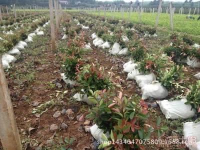 【紅葉石楠工程采購園林采購苗木采購園林廠家直銷】杭州蕭山新街恒露樹木經(jīng)營(yíng)部 - 產(chǎn)品庫