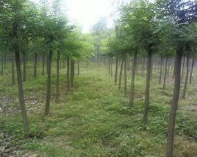 大紅袍刺槐苗,北京iso成功靠大家 公司資訊