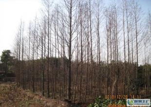 合肥優(yōu)質(zhì)水杉苗木供應(yīng)，綠化工程優(yōu)選，規(guī)格齊全直達(dá)世界工廠網(wǎng)