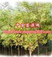 陜西金枝國槐苗木供應(yīng)、采購與行情解析