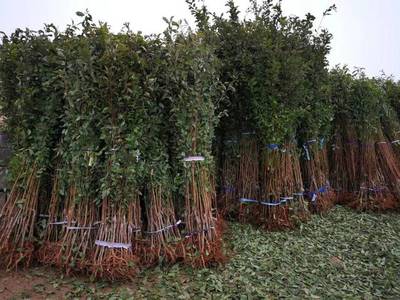 山東育苗基地遭竊，新疆杏李品種“恐龍蛋”市場(chǎng)熱度再引關(guān)注