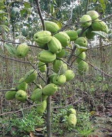 河?xùn)|區(qū)天繪苗木花卉繁育場(chǎng) 專業(yè)供應(yīng)精品盆景與優(yōu)質(zhì)果樹種苗