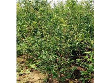 吳中區(qū)東山石井灣苗木場(chǎng)產(chǎn)品展示 花木蔥蘢，匠心培育