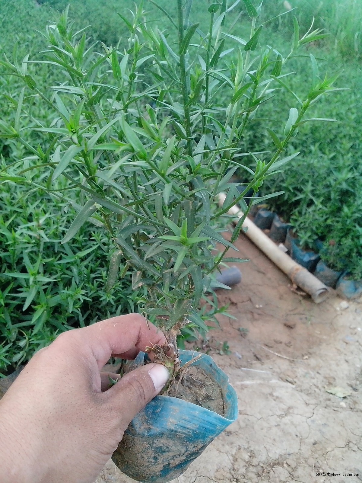 荷蘭菊?qǐng)D片鑒賞與選購指南